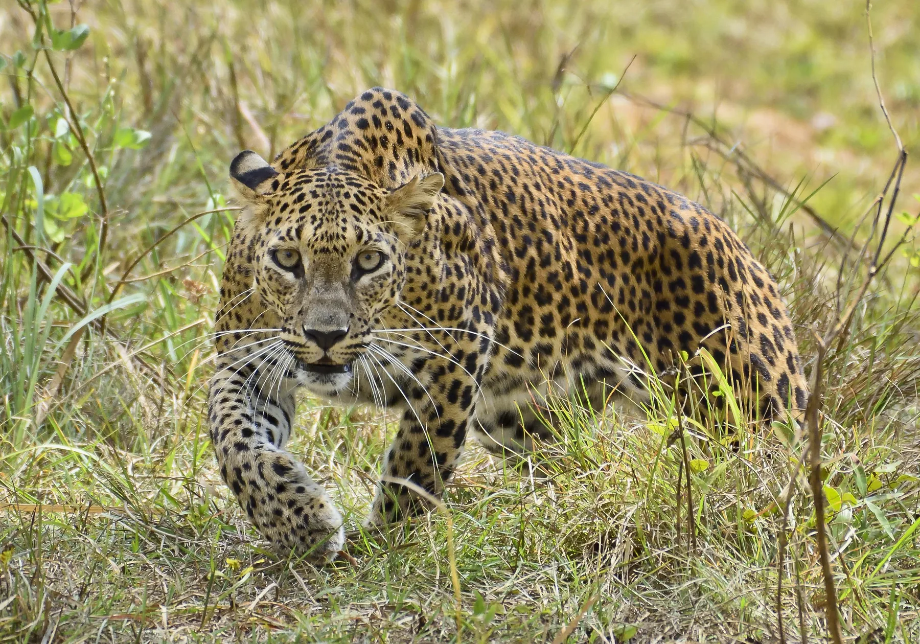 Wildlife and dry-zone scenery in Yala National Park